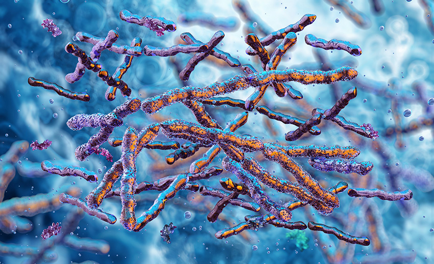 Actinomyces-bakteerit